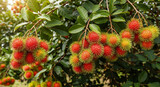 fresh rambutan fruit ripe on the tree