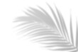 © Olga Tsikarishvili - Realistic shadow from palm leaves isolated on a transparent background with copy space. Tropic concept with coconut leaf shadow. Vector illustration