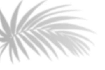 Realistic shadow from palm leaves isolated on a transparent background with copy space. Tropic concept with coconut leaf shadow. Vector illustration