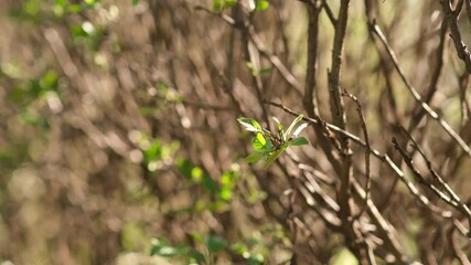 Poster - Springtime Green Shoots Emerging From a Dry Hedge in a Tranquil Garden Setting, Showcasing Natures Renewal and Resilience in the Daytime