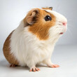 © Ali - Beautiful guinea pig pet portrait.