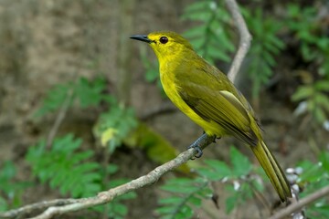 Wall Mural - yellow browed bulbul, acritillas indica, salim ali bird sanctuary, kerala, india