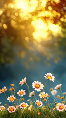 Aufkleber - Summer flowers with bokeh blooming daisy yellow sunlight green grass nature peaceful outdoor vibrant morning fresh