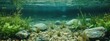 © DreamPointArt - Clear underwater view of rocky riverbed with aquatic plants in tranquil setting surrounded by green foliage