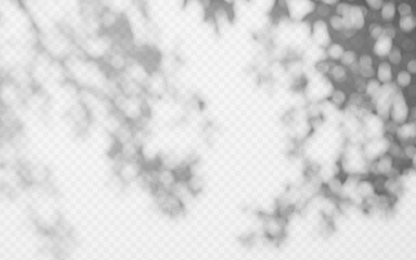 Wall Mural - abstract shadow overlay from tree branch on a transparent background.