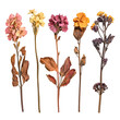 © Png street - Arrangement of dried flowers in various colors, including pink, yellow, purple, and orange, isolated on transparent background, showcasing a vintage botanical aesthetic