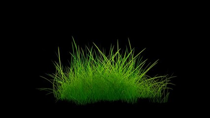 Wall Mural - Gently swaying grass loop in breeze on transparent alpha background