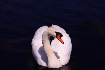 Wall Mural - A white mute swan swims forward against a blurred dark background.