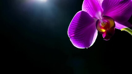 Aufkleber - Close-up of vibrant purple orchids against a black background, showcasing intricate petal details and textures.