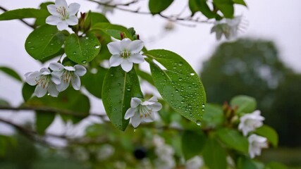 Aufkleber - Dew drops on white flowers and green leaves after rain.