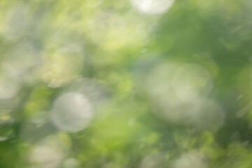 Wall Mural - a blurry green background with a few green leaves and a few white circles