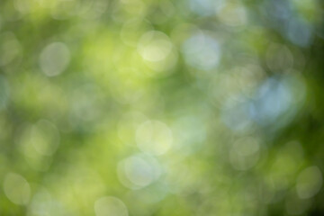 Wall Mural - the image is a blurry green background with a few green leaves visible