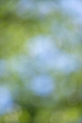 Wall Mural - a blurry image of trees with a blue sky in the background