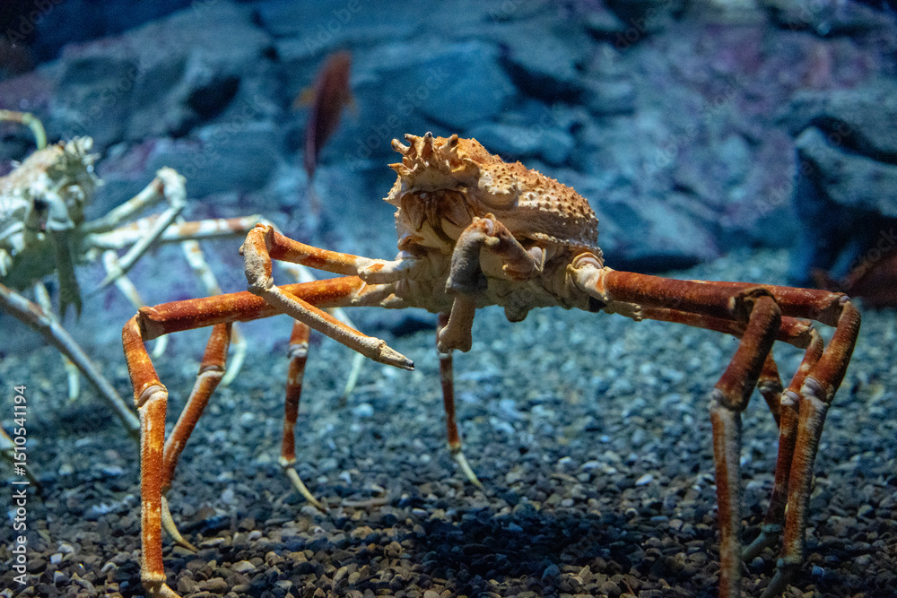 Stunning underwater view of marine animals inside the Osaka Kaiyukan Aquarium, one of the world largest aquariums. The exhibit features species like the whale shark.