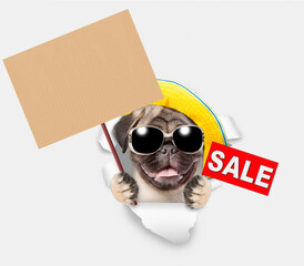 Aufkleber - Funny Pug puppy wearing summer hat and sunglasses looking through the hole in white paper and showing signboard with labeled 