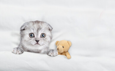 Poster - Cute tiny kitten lying with toy bear under warm white blanket on a bed at home. Top down view. Empty space for text