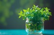 © Tithi - Fresh green basil plant cuttings displayed in a clear glass jar on a bright turquoise wooden surface.