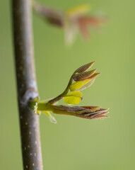 Wall Mural - A leafy branch with a green bud