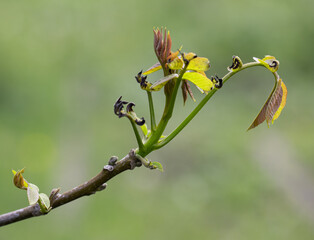 Wall Mural - A leafy branch with a few leaves on it