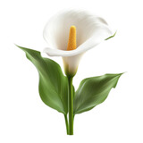 Elegant white calla lily blossom: A symbol of purity and grace floral design