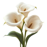 Elegant calla lilies bouquet with transparent background perfect for floral designs