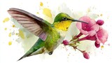 Watercolor painting of two hummingbirds with pink flowers against white background