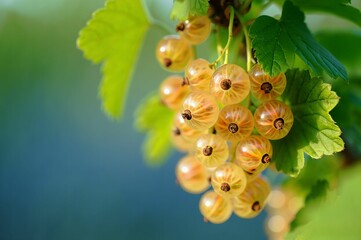 Aufkleber - A bunch of golden berries hanging from a tree branch, with green leaves in the background.