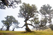 © robertharding - Fanal laurel forest in madeira with majestic ancient trees, Portugal