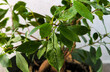 © Liubou - Home ficus with drops of water on its leaves. Caring for houseplants. Fresh green foliage of home ficus.