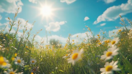 Wall Mural - a field of daisies blooms under the bright sun and a blue, cloudy sky. use this nature scene to conv