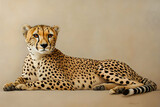 A cheetah lying down on a beige background, showcasing its sleek spotted fur.
