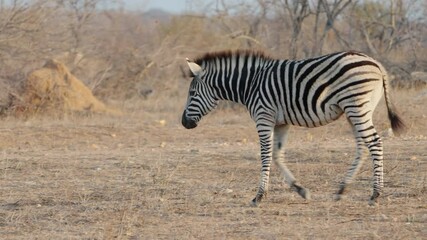 Wall Mural - a tracking shot of a zebra foal walking at balule nature reserve of kruger national park in south africa