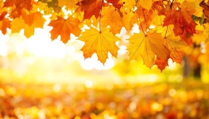 Poster - Autumn foliage with sunlight background.