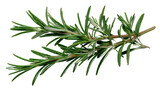 Fresh green rosemary herb branch on white isolated background.