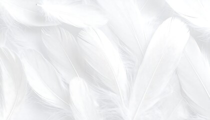 Aufkleber - White feathers background with soft, and fluffy.