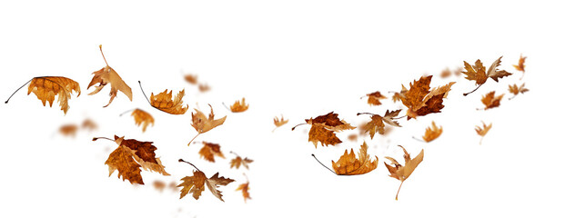 Wall Mural -  leaves wind  isolated autumn winter season background falling fall platanus tree wid air w
