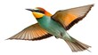 © Usama - Bee-eater bird flying in tropical air, chasing insect, vivid colors, isolated on white background