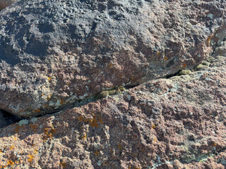 Poster - rough volcanic rock texture with pink and gray mineral patterns and yellow lichen for nature background, geology poster, surface design, or rugged branding element

