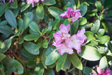 Różanecznik, azalia, rododendron, Rhododendron L.