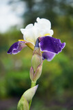 Kosaciec syberyjski,Iris sibirica L.