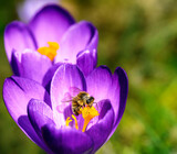 Bee at a purple crocus flower blossom