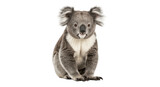 Adorable Koala Bear Sitting on Transparent PNG Background, koala, koala bear, marsupial, Australia, Australian, animal, wildlife, cute, adorable, front view, mammal