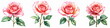 © Phanupong - Four beautiful pink roses are painted in watercolor style on white background.