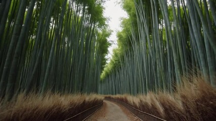 Poster - Tranquil bamboo path with tall green stalks, simple composition, serene atmosphere, peaceful natural walkway, tranquil green