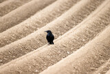 raven on a brown, furrowed agricultural field