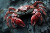 Red crab on dark rock