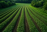 Striped farm view with planted crops high resolution picture