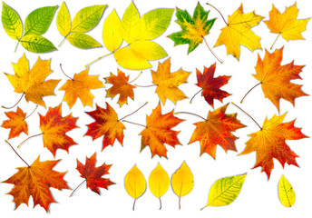 Wall Mural - autumn leaves.