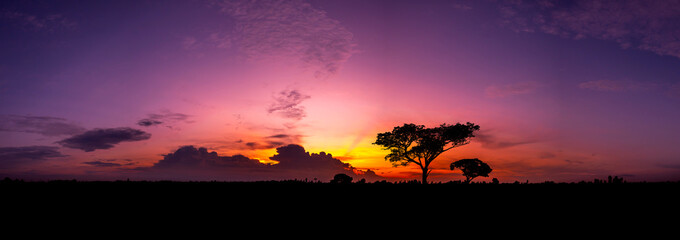 Wall Mural - panorama silhouette tree in africa with sunset.tree silhouetted against a setting sun.dark tree on o