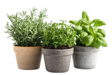 Three potted herbs Rosemary, Oregano, Basil isolated on transparent background, Cooking Herbs, Culinary Herbs, Garden Plants, Herbs, Potted Plants, Greenery